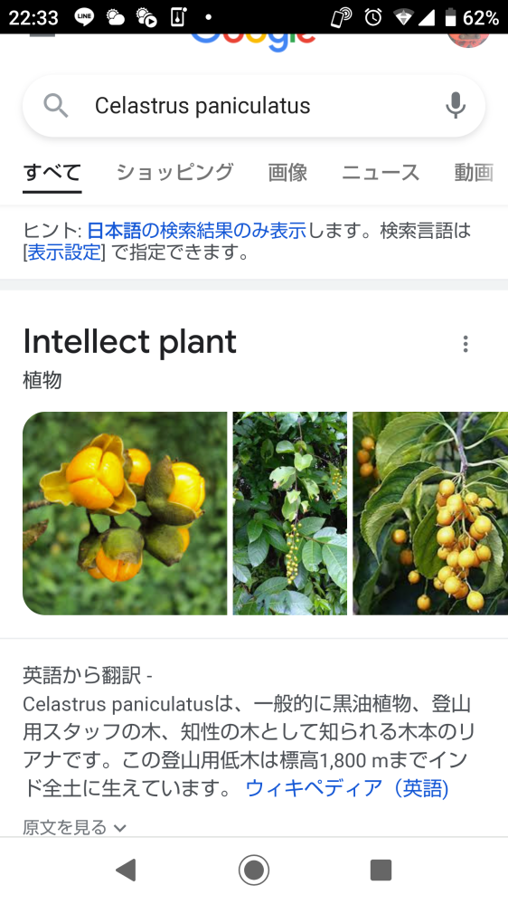 「Celastrus paniculatus」という植物、日本語では何というものになるのでしょう？ 秋にオレンジ色の小さな可愛らしい実がなってこれが庭の地面に散らかります。 実は固めです。 撮影して画像検索した結果ヒットしましたが何れも外国のサイトで読んでもよくわかりません。中国では「灯油藤」というらしいです。 この木(草)の発生源を春・初夏の今のうちに見つけておきたくて、この植物について調べてます。