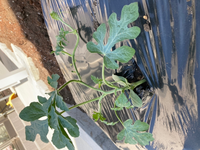 恋は遠い日の花火ではない てどういう意味ですか ウイスキーか何かのcmで Yahoo 知恵袋