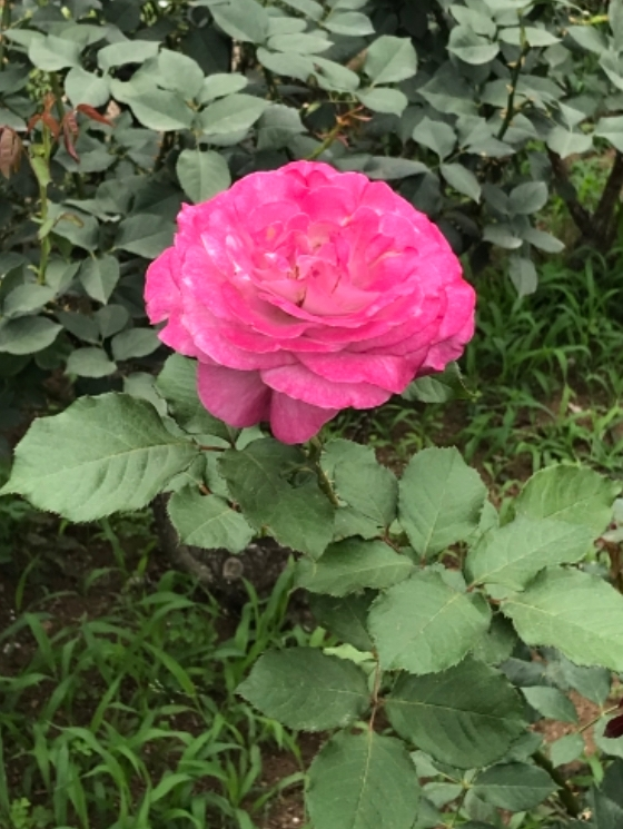 この薔薇の品種は何だと思いますか？ 2年前の6月の始めころ多分出かけた先の公園でみかけ、すごく綺麗で思わず撮影しました。 背は高くなく花は大きくて花びらの色が鮮やかなピンクなんですが何というか均...