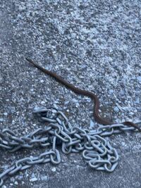 家の近くに蛇がいたんですが、なんて種類のヘビかわかる方いますか？ 