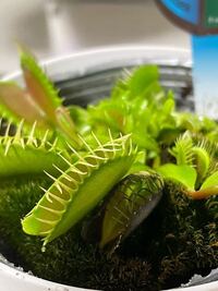 ハエトリグサを購入したのですが いつのまにかコバエやダニとか小 Yahoo 知恵袋