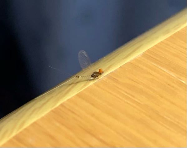 どなたかこの虫の正体を教えてください お尻に2本の糸？？みたいなはりがねみたいなのが生えてて左右に揺れていました、目はオレンジ色ぽかったです