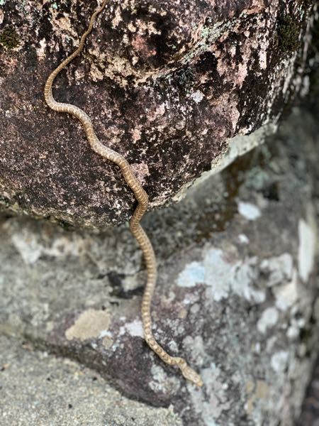 このヘビはアオダイショウの子供でしょうか？ それともマムシでしょうか？ 岐阜県で見つけました。 蛇に詳しい方、回答お待ちしてます！