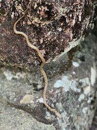 このヘビはアオダイショウの子供でしょうか それともマムシでしょうか 岐阜 Yahoo 知恵袋