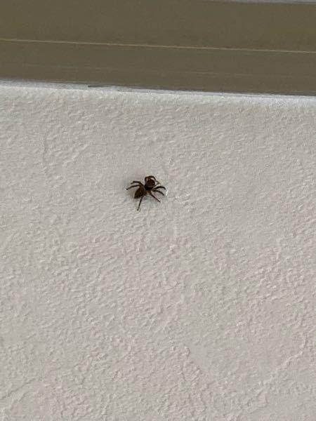 この蜘蛛なんて言う蜘蛛ですか？
