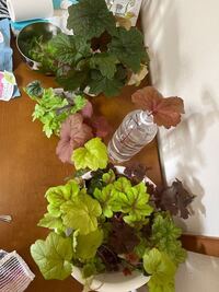 ヒューケラをプランターで挿し木出来ますか 枯れてきたので差し木 Yahoo 知恵袋