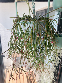 リプサリスピロカルパフロストシュガーについて質問させてください 1年 Yahoo 知恵袋