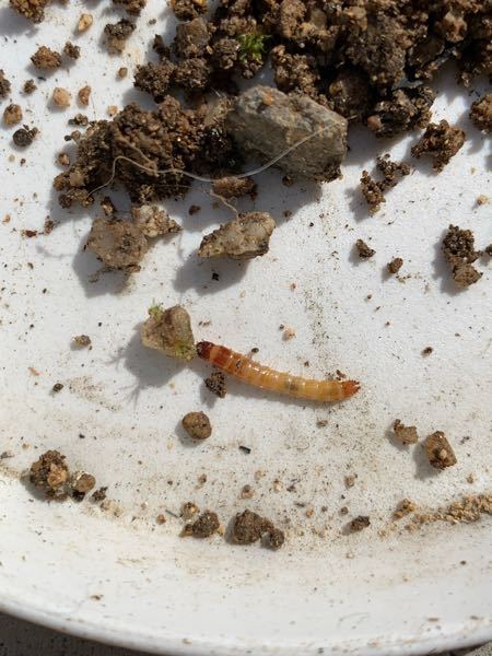 変な幼虫を見つけました。 ムカデ？ハサミ虫？ ムカデの赤ちゃんは結構いるのですが、この子は違う感じがします。 この虫は何でしょうか？
