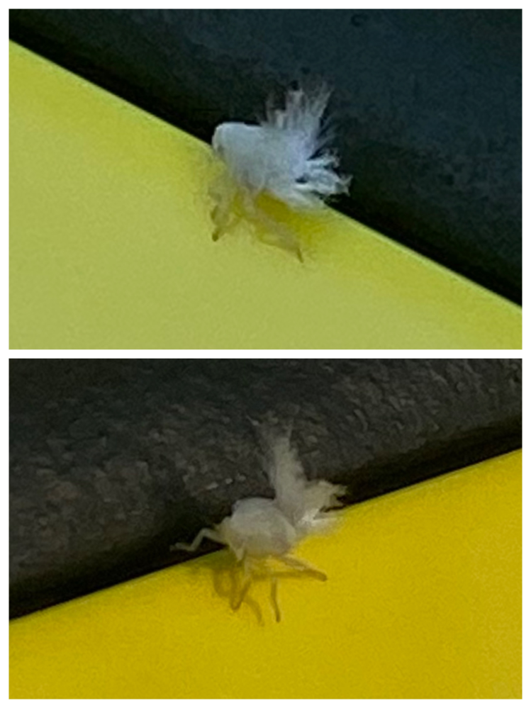この虫なんですか？ 今の時期に車に止まっていました。 白いふわふわとした、可愛い虫でした。