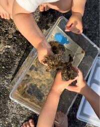 先程 海水浴場で子供達と遊んでいた時にナマコが大量にいてムニムニして Yahoo 知恵袋