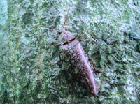 ５月の低山にいた昆虫です。
うまく木にかくれていましたが、
近づいたらカサカサ動いたので気づきました。
何という名前の昆虫でしょうか？？ 
