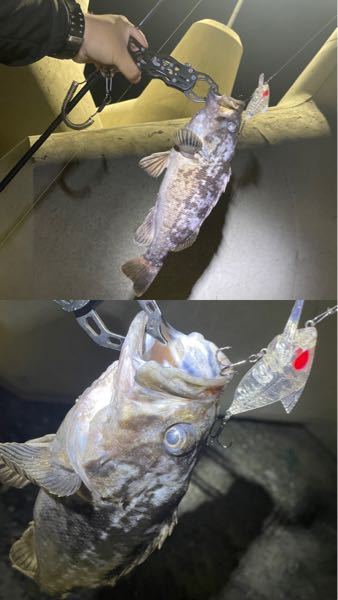 茨城県の波崎にて釣れたこの魚の名前を教えて欲しいです‼︎ 目が小さいのでソイかなと思うのですが、ソイの中でもナニソイなのかなぁと思い、おさかな博士の回答者さん居ましたら是非お力を借りたく思います‼︎