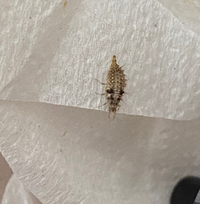 虫に刺されたのですがなんの虫か知りたいです よろしくお願い致します Yahoo 知恵袋