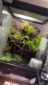 テラリウム詳しい方お願いします 今回初めてテラリウムに挑戦するのです Yahoo 知恵袋