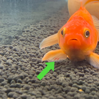 金魚について画像のように ヒレに赤いものが見えるのですが これは赤斑 Yahoo 知恵袋