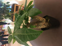 ｆｆ１０のブリッツボールで最終的に最強となるメンバーと控えを教えてくだ Yahoo 知恵袋