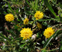 遊歩道脇の花壇に 綺麗な黄色い花が咲いていました 花丈は10c Yahoo 知恵袋