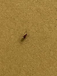 この赤くておしりに2本トゲが生えてる虫わかる方居ますか 潰したら赤い汁が出てき Yahoo 知恵袋