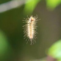 この毛虫はチャドクガの幼虫ですか マイマイガの中齢幼虫です Yahoo 知恵袋