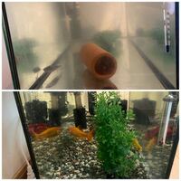 金魚をかっているのですが 水槽のなかに プランクトンはいるのですか 池 Yahoo 知恵袋