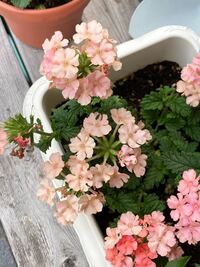 ペチュニアなのですが お花が部分的に色あせし虫食いのように穴があきます 虫はい Yahoo 知恵袋