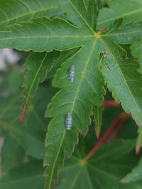 自宅の紅葉の葉にこんな小さな虫がたくさんついてます 害虫でしたら駆除 Yahoo 知恵袋