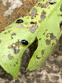 ミカンの木に 虫が大量発生しています 添付画像の てんとう虫みたいな Yahoo 知恵袋