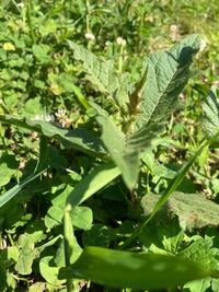 ワルナスビは茎葉を草刈機で細断したものからも増殖しますか 耕起すると裁断した根 Yahoo 知恵袋