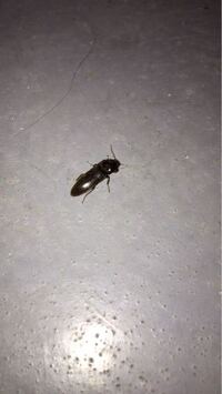 これ何虫 パクチーのお庭にいたよ Yahoo 知恵袋