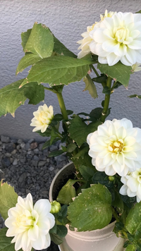 ダリアマキシの葉っぱに褐色の班点ができてしまいました 先端が特に褐色です これ Yahoo 知恵袋