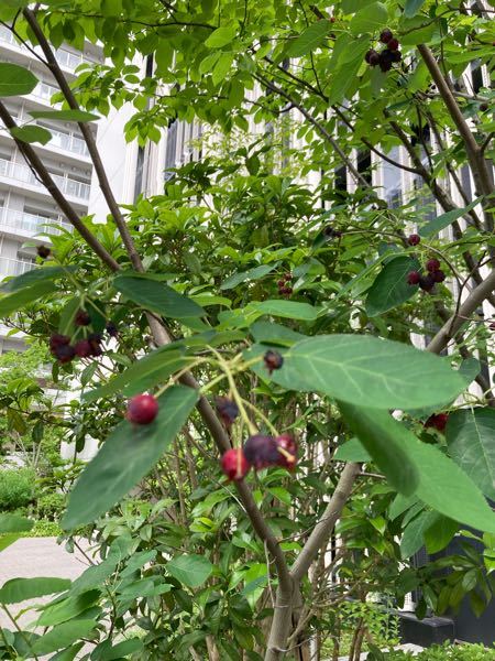 この木の名前教えてください よろしくお願いします Yahoo 知恵袋