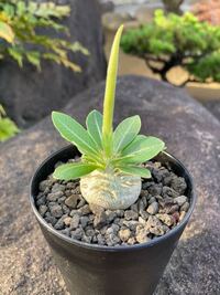 パキポディウムブレビカウレ恵比寿笑い実生なんですが 花が枯れてサヤみ Yahoo 知恵袋
