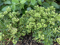 先月初めて宿根イベリスを地植えしました 花柄を取り忘れていて今このよ Yahoo 知恵袋