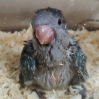 オキナインコを家族として迎えたいと思っています オキナインコ2 Yahoo 知恵袋