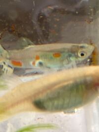 このグッピーは 妊娠してますか 写真見づらくてすみません グッ Yahoo 知恵袋