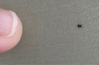 キャンプに来て芝生のサイトで 荷物などを置くと瞬時にこの小さい虫が大量発生 Yahoo 知恵袋