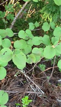 この植物の名前を教えてください 山でよく見るので ずっと気になってい Yahoo 知恵袋