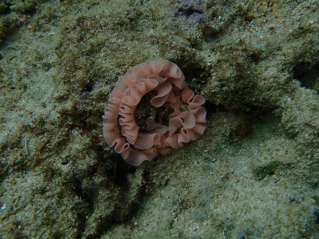これってなんですか？奄美大島の海にいました。珊瑚??海藻？ フリルみたいでとてもきれいでした。 サンゴ シュノーケル シュノーケリング ダイビング 海の生き物 海の生物