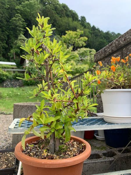 この植物は何というものですかトゲがあり 赤い実ができます 教え Yahoo 知恵袋