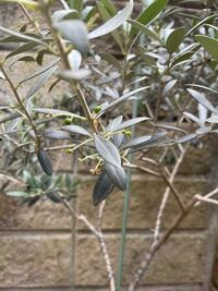 オリーブの花が枯れ 実 みたいな小さな緑のツブが たくさん付いています これは Yahoo 知恵袋