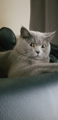 このネコは何て言う種類ですか めっちゃかわいいんですけど ブリティッシュ Yahoo 知恵袋