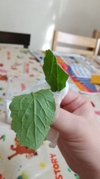 緊急です こちら 家で育ててる小松菜に黄色い オレンジ っぽい卵がついてました Yahoo 知恵袋