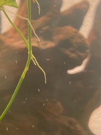 メダカの水槽の中に大量にいる1 2mの糸のような虫 がいます 初めゴミかなにか Yahoo 知恵袋