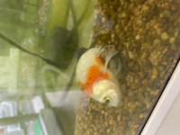 昨日 職場の金魚がこのように くの字に曲がって底の方にいました 先週末まで元気 Yahoo 知恵袋