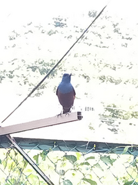 この鳥は何ですか カカカカって鳴いてます Yahoo 知恵袋