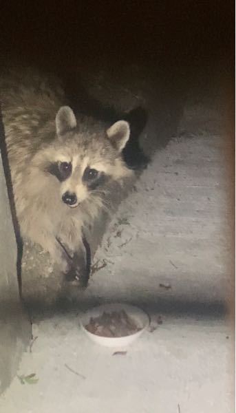 次の質問行きます 嫌いな食べ物と嫌いな動物はなんですか らっ Yahoo 知恵袋