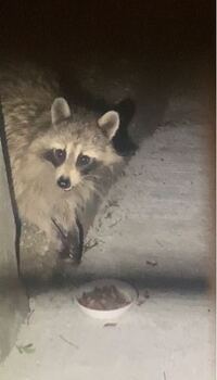 これは タヌキかアライグマ どちらですか アライグマと思います 写真では Yahoo 知恵袋