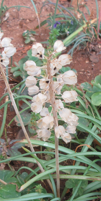 この花の名前を教えてください スズランの花に似ていますが スズランのような葉は Yahoo 知恵袋