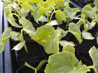 キュウリ苗を育ててるのですが これはべと病でしょうか 苗自体も黄色っぽい気がし Yahoo 知恵袋