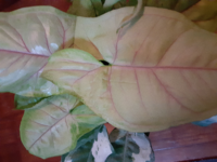 植物の名前教えて下さい カラジュームかシンゴニウムだと思いますが シンゴ Yahoo 知恵袋